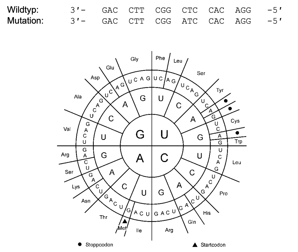 Genetischer Codon-Ring mit Codons und Aminosäuren, oben Wildtyp- und Mutationssequenz.